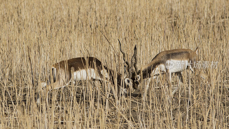一对黑羚(Antilope cervicapra)，印度拉贾斯坦邦。
